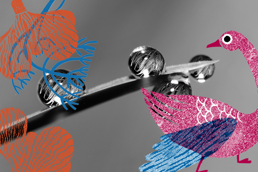 Decorative image of water droplets rolling down a leaf with illustrated nature images overlaid