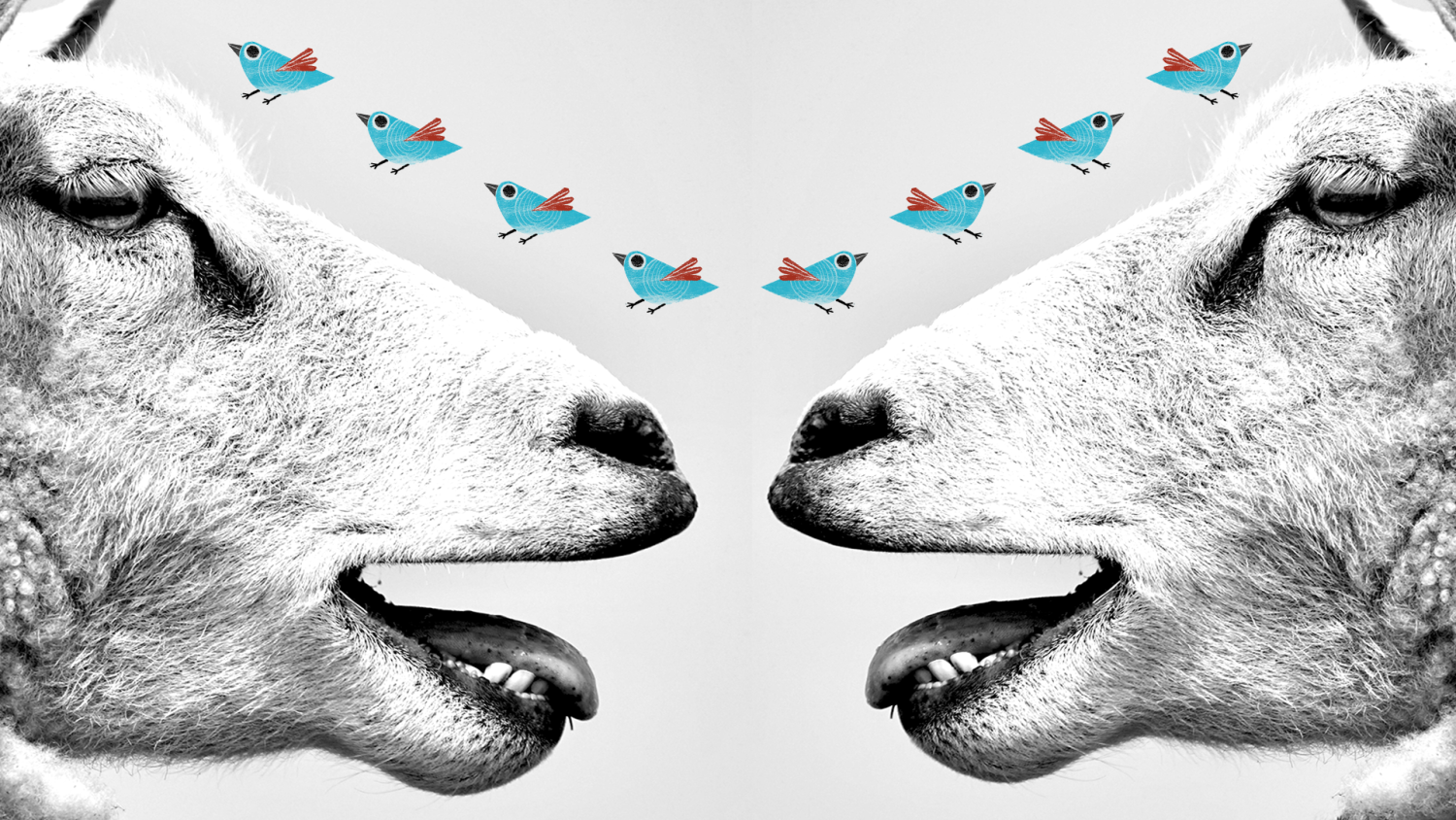 Decorative image of sheep in conversation